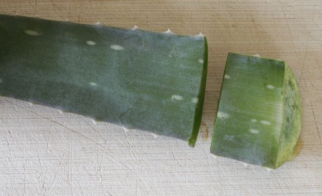 Aloe Vera Blatt, bei dem der letzte Zentimeter abgetrennt wurde