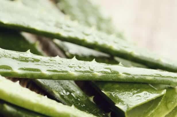 Aloe Vera Blätter, auf denen sich auf Grund von hoher Luftfeuchtigkeit Wassertropfen bilden