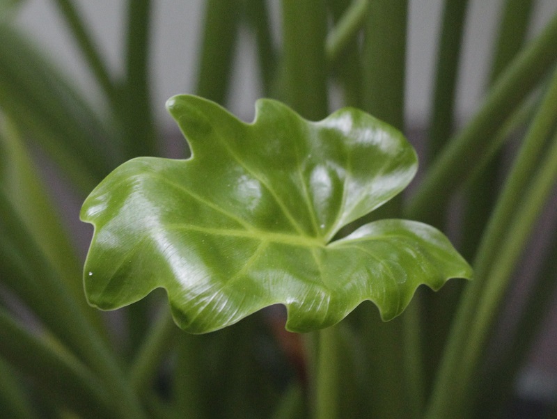 Leaf free from lime and water spots