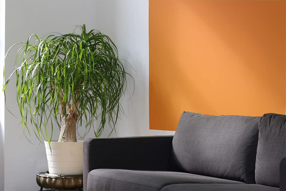 Mittelgroße Zimmerpflanze auf einem Beistelltisch neben einer Couch