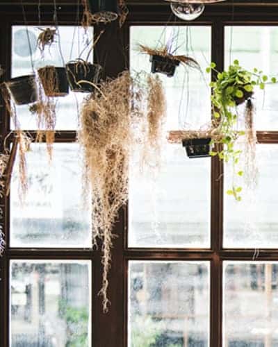 kleine Pflanzen hängen in Plastiktöpfen vor einer Fensterwand
