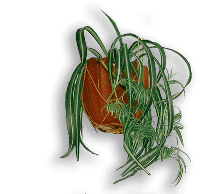 Tillandsien in einem Tontopf als Hängepflanze