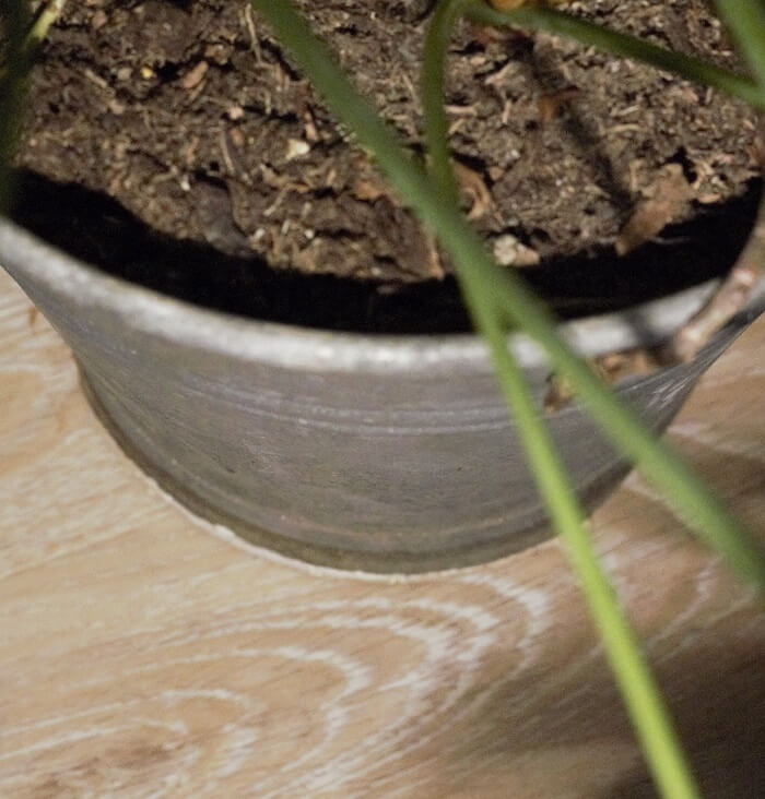 Zimmerpflanze auf einem Boden in Holzoptik